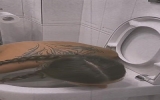 Brunette - BDSM - Slave - Humiliation - Pissing - Kinky - Petite - Weird - Submissive - Toilet
